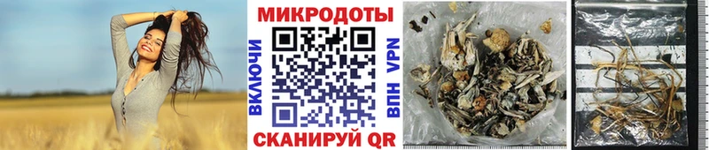 Галлюциногенные грибы Psilocybine cubensis  Ядрин 